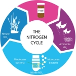 NT Labs Nitrite Test - Image 3