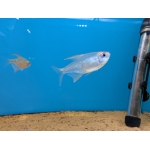 Diamond Tetra - Image 1