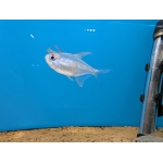 Diamond Tetra - Image 2