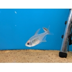 Diamond Tetra - Image 3