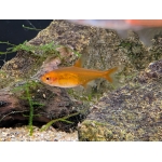 Ember Tetra (Hyphessobrycon amandae) - Image 1