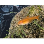 Ember Tetra (Hyphessobrycon amandae) - Image 3