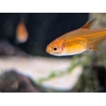 Ember Tetra (Hyphessobrycon amandae) - Image 4