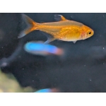 Ember Tetra (Hyphessobrycon amandae) - Image 2