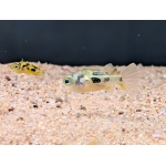 Pygmy Puffer Tetraodon travancoricus - Image 3