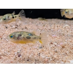 Pygmy Puffer Tetraodon travancoricus - Image 2