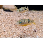 Pygmy Puffer Tetraodon travancoricus - Image 1