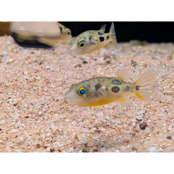 Pygmy Puffer The Fish Barn