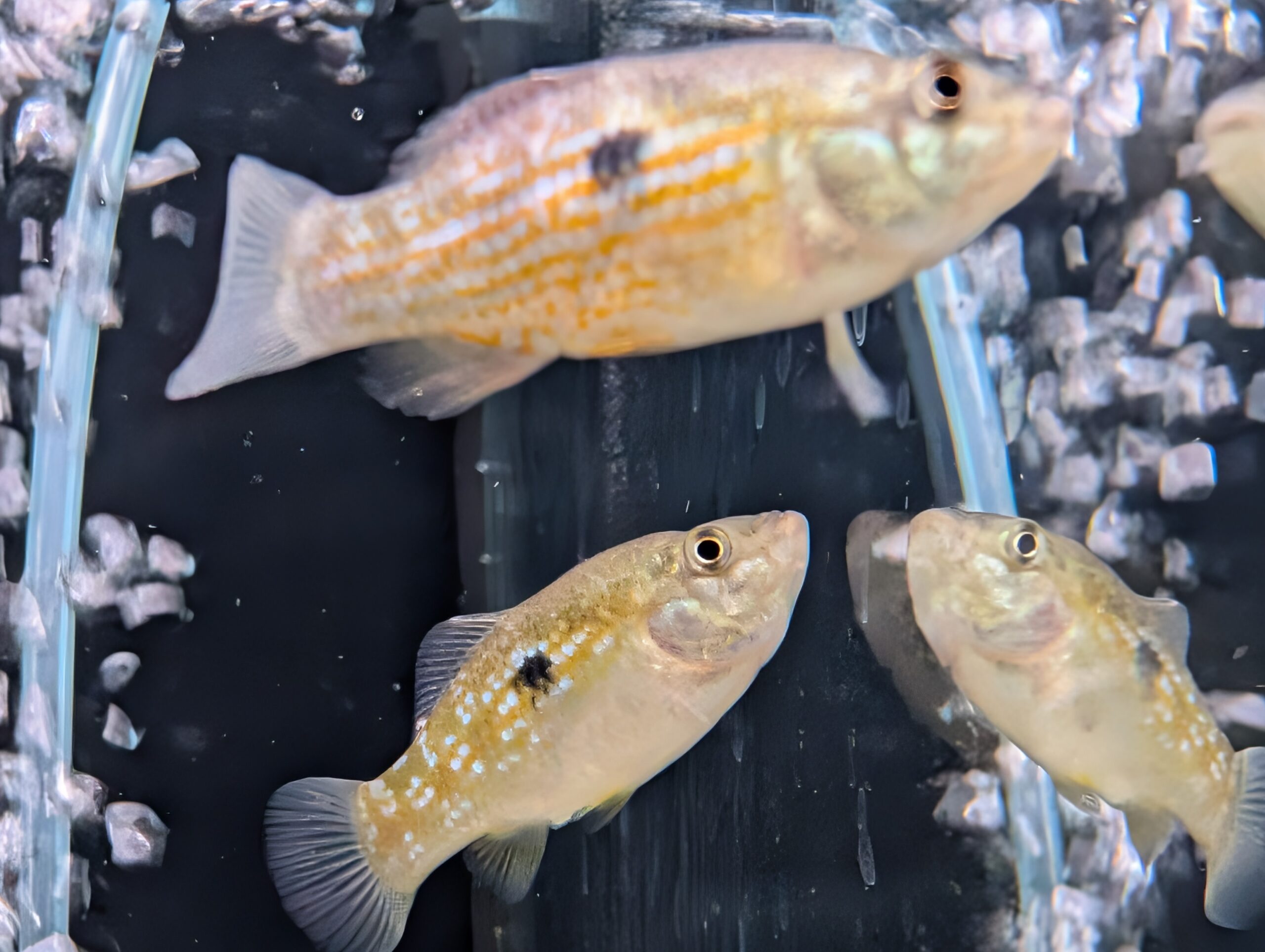 Red Flag Fish Florida Flag Fish Jordanella floridae – The Fish Barn