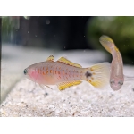 Peacock Gudgeon Tateurndina ocellicauda - Image 2