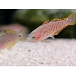 Peacock Gudgeon Tateurndina ocellicauda - Image 1