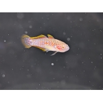 Peacock Gudgeon Tateurndina ocellicauda - Image 3