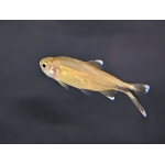 Silvertip Tetra (Hasemania nana) The Fish Barn
