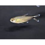 Silvertip Tetra (Hasemania nana)