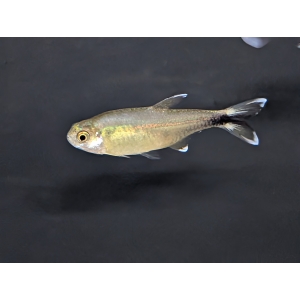 Silvertip Tetra (Hasemania nana)