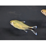 Silvertip Tetra (Hasemania nana) The Fish Barn
