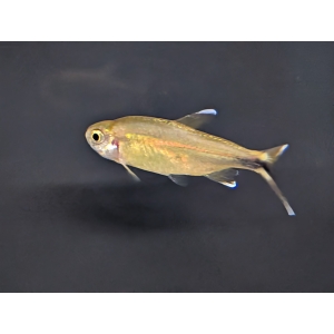 Silvertip Tetra (Hasemania nana) The Fish Barn Silvertip Tetra (Hasemania nana)