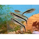 Penguin Tetra Thayeria boehlkei - Image 1