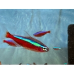 Cardinal Tetra - Image 1