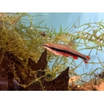 Beckfords Pencil Fish - Image 1