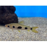 Klausewitz's Leporinus - Image 1