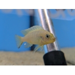 Pseudotropheus daktari (Daktari Cichlid) - Image 3