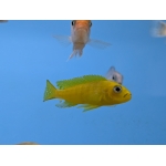 Pseudotropheus daktari (Daktari Cichlid) - Image 1