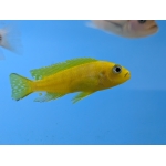 Pseudotropheus daktari (Daktari Cichlid) - Image 2