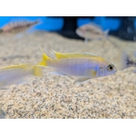 Pseudotropheus acei "Itayi" - Image 1