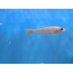 Cyprichromis leptosoma "Utinta" - Image 1