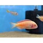 Tropheus moori "Chipimbi Albino" - Image 2