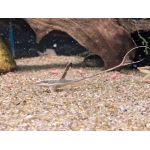 Royal Whiptail Catfish - Image 1