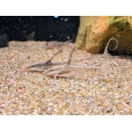 Royal Whiptail Catfish - Image 2