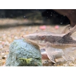 Royal Whiptail Catfish - Image 3