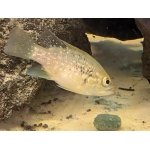 Black Diamond Cichlid - Image 1