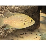 Black Diamond Cichlid - Image 2