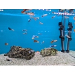 Assorted Male Guppies - Image 4