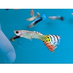 Assorted Male Guppies - Image 1