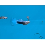 Assorted Male Guppies - Image 2