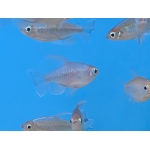 Congo Tetra (Phenacogrammus interruptus) - Image 2