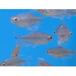 Congo Tetra (Phenacogrammus interruptus) - Image 1