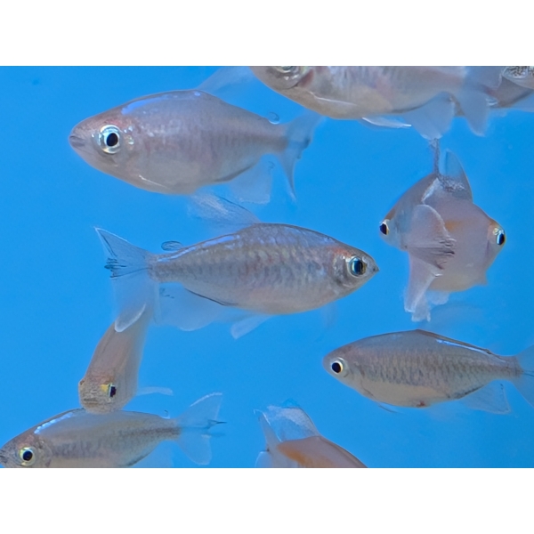 Congo Tetra The Fish Barn