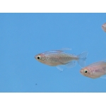 Congo Tetra (Phenacogrammus interruptus) - Image 4