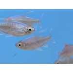 Congo Tetra (Phenacogrammus interruptus) - Image 5