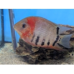 Red Neck Severum - Image 1