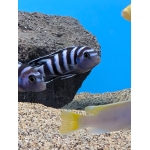 Demasoni Cichlid Chindongo demasoni - Image 3