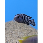 Demasoni Cichlid Chindongo demasoni - Image 2