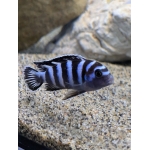 Demasoni Cichlid Chindongo demasoni - Image 1