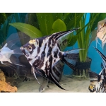 Pterophyllum scalare (Longfin Veiltail Marble Angelfish) - Image 2