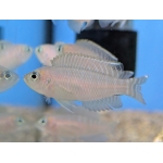 Brevis Shell Dweller Neolamprologus brevis - Image 1